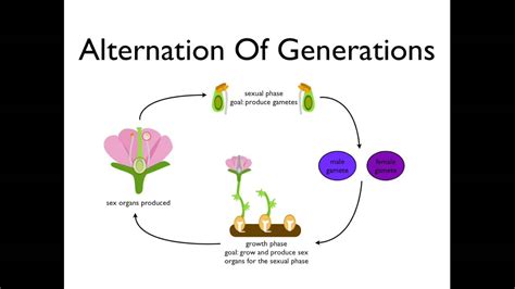 Gametes In Plants Are Produced By ___________________ During The ...