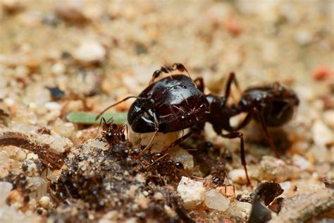 Asian Marauder Ant from 澳門小潭山 on June 15, 2020 at 10:58 PM by Kelvin ...