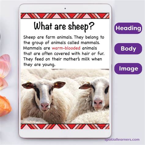 two sheep are shown next to each other with the words, what are sheep?