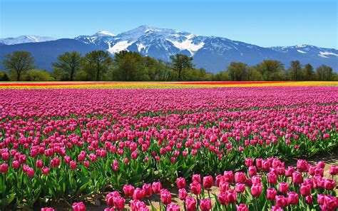 Field Tulips Pink Flowers From The Netherlands Wallpaper Hd ...