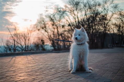 Premium Photo | A white dog on a leash in front of a sunset