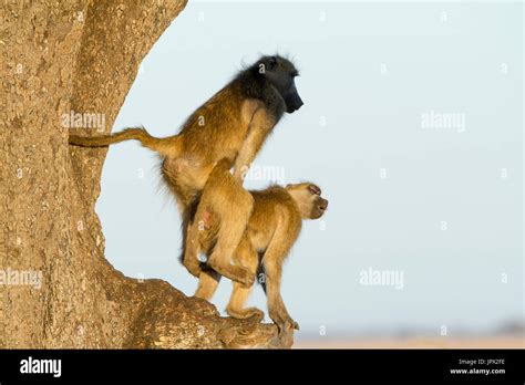 Baboon Mating High Resolution Stock Photography and Images - Alamy