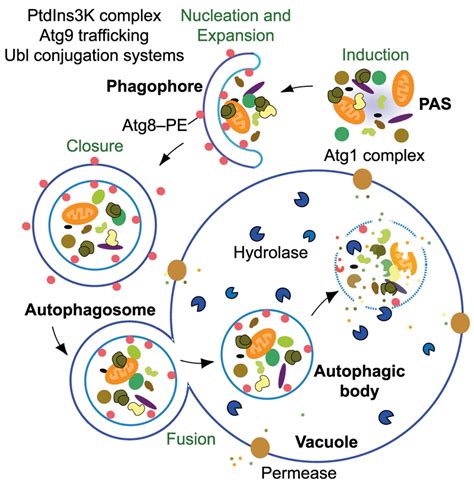 figure-1-autophagy-function-machinery-and-regulation