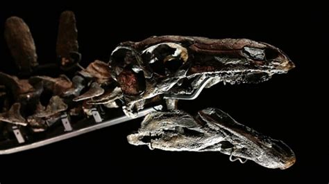 New species of megaraptorid dinosaur found in Argentina