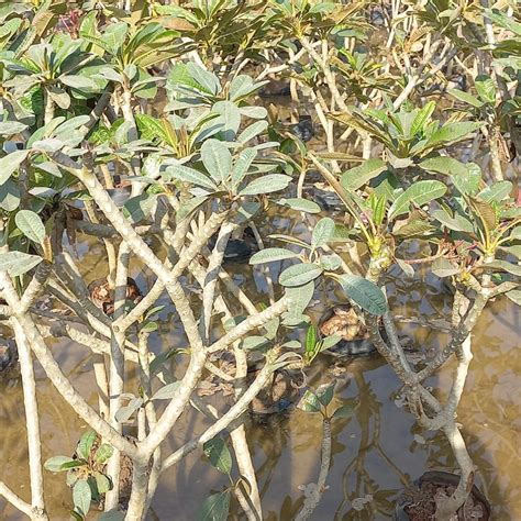Plumeria alba Bonsai plant – Baag Bageecha