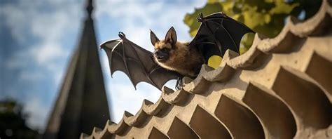 Uncover Pros & Cons of DIY Bat Removal: Control or Wildlife Risk? - Florida Wildlife Trappers