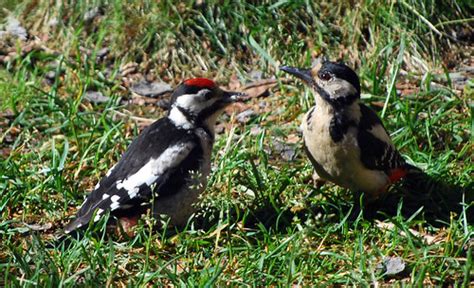 Female great spotted woodpecker feeding young male | Flickr