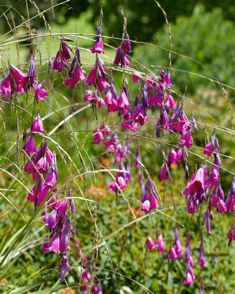 Dierama Dark Cerise from Peter Nyssen flower bulbs and plants