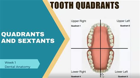 Teeth Numbers Quadrants