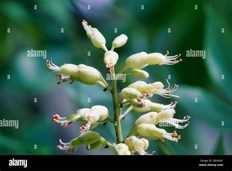 Buckeye tree hi-res stock photography and images - Alamy