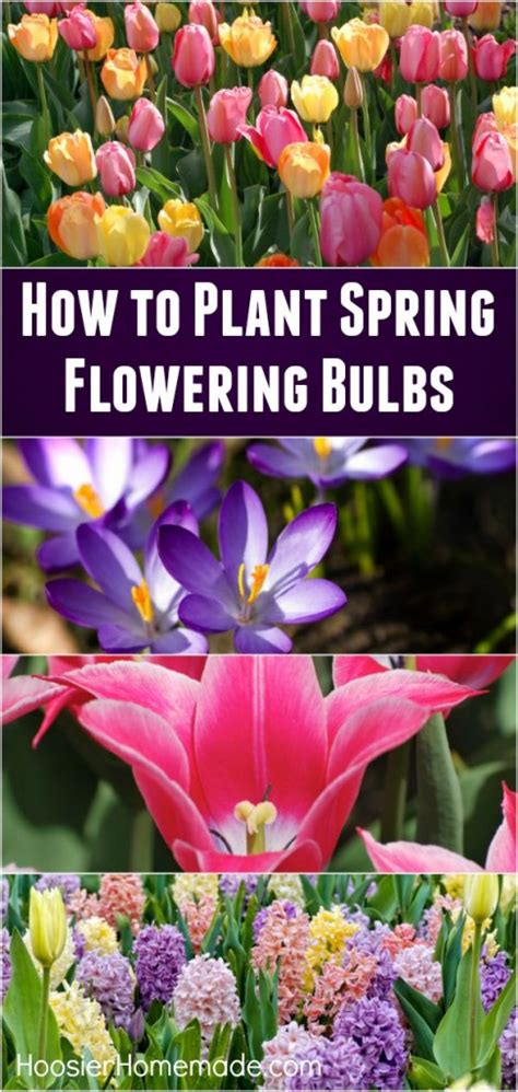 How to plant Spring Flowering Bulbs - Hoosier Homemade