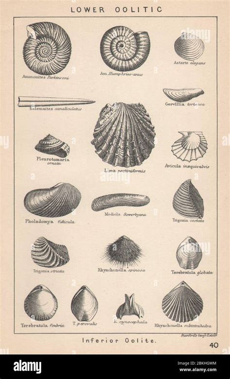 BRITISH FOSSILS. Lower Oolitic - Inferior Oolite. STANFORD 1907 old ...