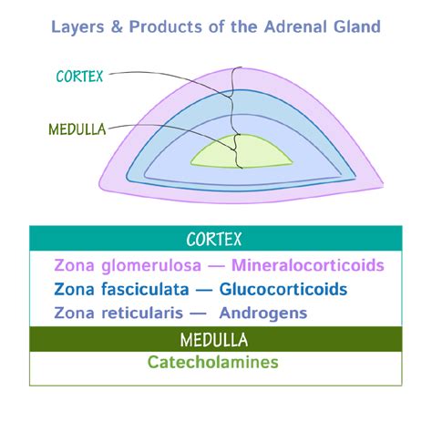 Physiology Glossary: Adrenal Gland Physiology | ditki medical ...