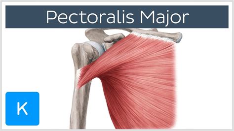 Pectoralis Major Muscle - Anatomy and Function - Human Anatomy | Kenhub | Subscapularis muscle ...