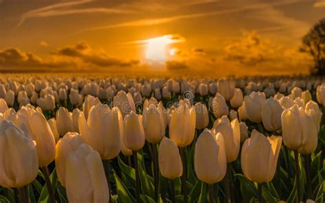 Colorful Tulip Field in the Netherlands in the Flower Bulb Region Stock ...