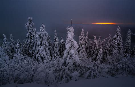 HD wallpaper: dark, sky, snow, winter, trees, mist, cold temperature ...