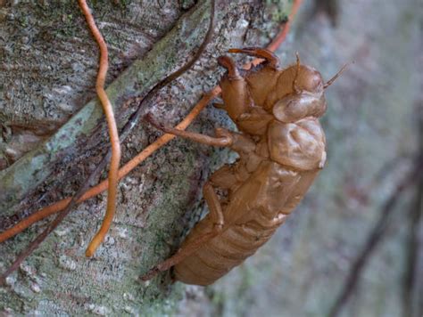 Royalty Free Cicada Cocoon Pictures, Images and Stock Photos - iStock