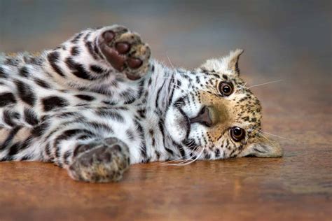 Baby Jaguar Cub: 7 Cute Pictures and 7 Amazing Facts - A-Z Animals