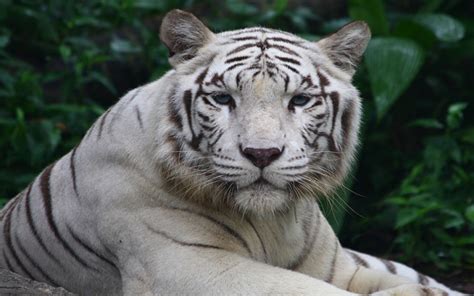 Why Are Some Tigers White? | Wonderopolis