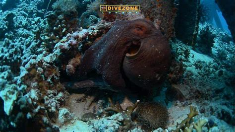 Is octopus mating season here on the Gili Islands? | Two Fish Divers