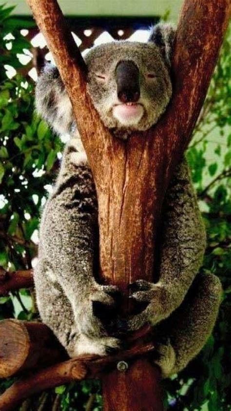 Sleeping koala bear in 2020 | Cute animals, Koala, Animals