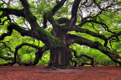 water oak tree florida - Arleen Mcnair