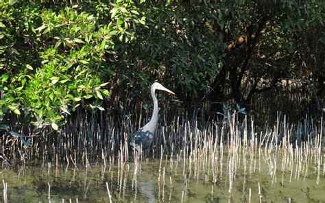 Mangroves protect coastal communities, but accountability in governance ...