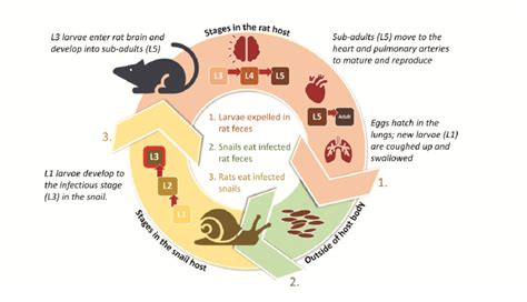 Angiostrongylus cantonensis completes its life cycle in rats... | Download Scientific Diagram