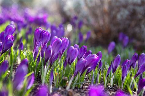 Five bulbs for March flowers - BBC Gardeners' World Magazine