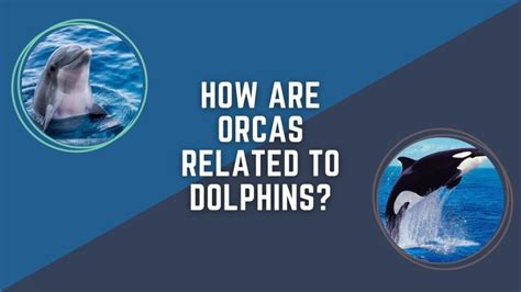 How Are Orcas Related To Dolphins? Discover the Fascinating Link | DolphinXpert