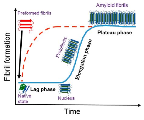 Seeding accelerates fibril formation. Administration of preformed... | Download Scientific Diagram