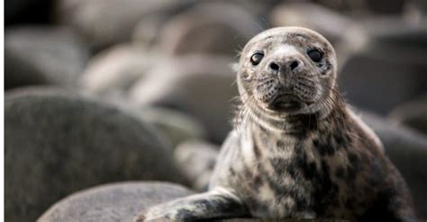 What’s a Baby Seal Called & 5 More Amazing Facts! - A-Z Animals