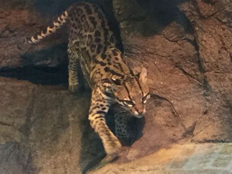 Gorgeous ocelot at Asheboro Zoo, NC | Asheboro zoo, Animals, Asheboro