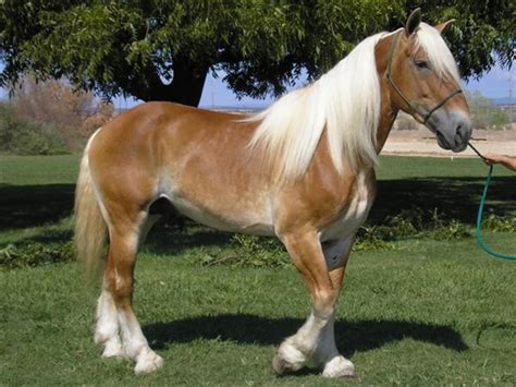 10+ of the World's Most Beautiful Draft Horse Breeds and Heavy Horses | PetHelpful