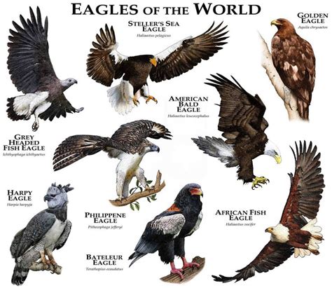 Eagles of the World Poster Print in 2021 | Pet birds, Animals, Types of ...