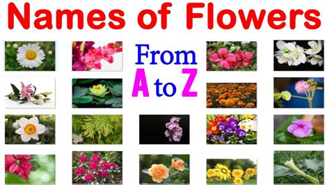 Flowers Names And Pictures A Z | Best Flower Site