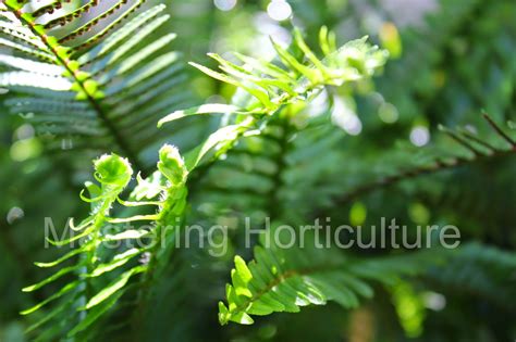 Mastering Horticulture: Beyond Fern Fronds