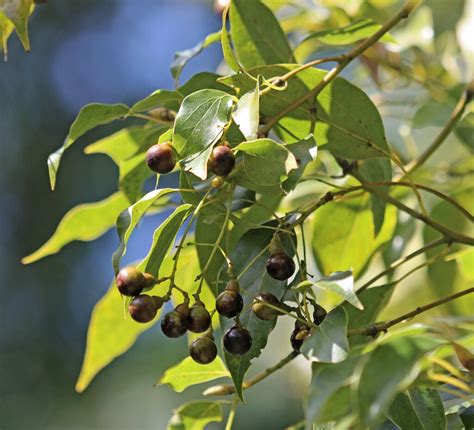 50 Cinnamomum Camphora Seeds , Camphor Laurel ,camphor Tree Seeds Free Shipping - Etsy