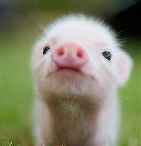 19 Incredibly Cute Photos of Mini Pig – Design Swan