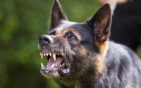 Pet subjects: Why does my dog keep snarling at other dogs?