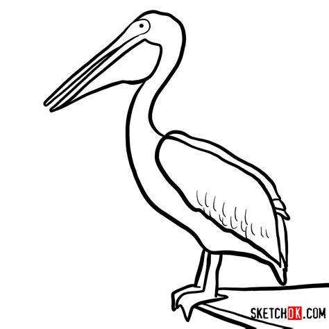 Pelican Drawing : The best selection of royalty free pelican drawing ...