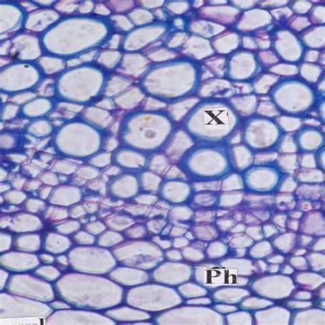 2: One Vascular bundle with 'Kranz type' of bundle sheath cells. (BS:... | Download Scientific ...