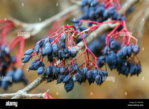 Blackhaw viburnum viburnum prunifolium hi-res stock photography and images - Alamy