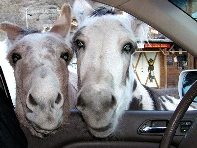 22. The Wild Burros of Oatman, AZ