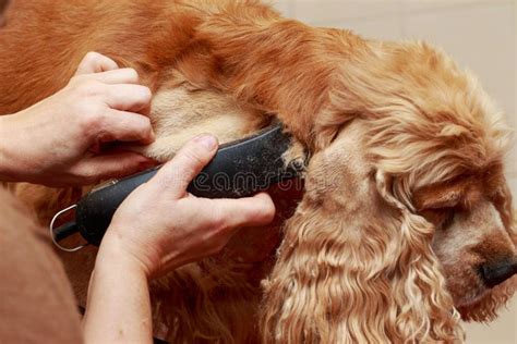 Grooming hair of dog stock image. Image of indoors, scissors - 113249135