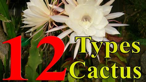 Types Of Cactus Plants With Names - 10 amazing large cactus plants with ...