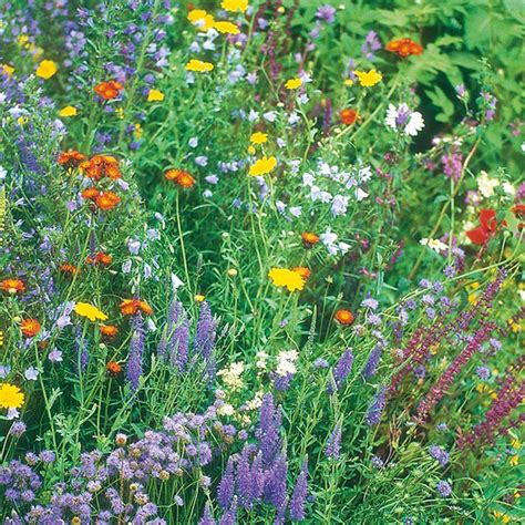 Wildflower Wildlife Mixture - 1g seed to cover up to 1 sqm - 10877 ...