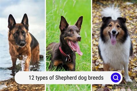 12 Types Of Shepherd Dog Breeds (with Pictures)