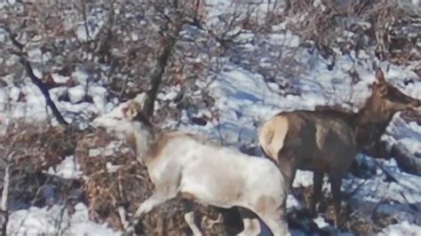 1 in 100,000 piebald cow elk spotted in Colorado