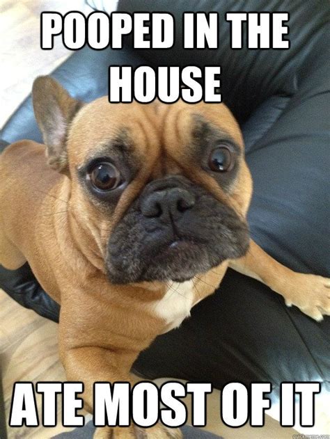 Best 25+ French bulldog meme ideas on Pinterest | French for dog, Funny french bulldogs and ...